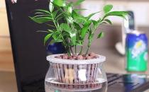 水培植物的养护技巧 养护水培植物的注意事项