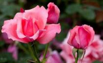 月季花怎么养 养月季花的注意事项