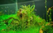 水草是什么？水草的种类和特征