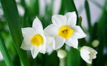 水仙花有毒吗 水仙花能放在卧室内吗