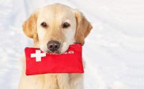 关于爱狗的日常急救常识