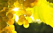 孕期有益水果 孕早期水果食谱推荐