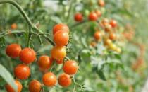 水果最常见的误区 最养生的水果大盘点