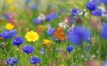 春季脸部皮肤过敏 应对过敏最有效的方法