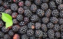 尝试高脂肪的生酮饮食 在生酮饮食上吃的9种水果