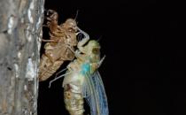 享用美味金蝉的同时 避免破坏生态环境的建议