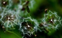 蒲公英和它们是最佳拍档 养肝排毒肝癌绕路跑