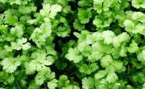 春天养生宜注重升阳疏肝和醒脾 香字辈食物来满足