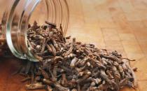 蒲公英的 根是否能泡水喝 蒲公英的复方茶小茶方推荐