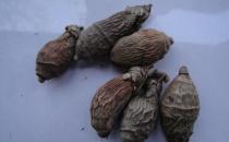 槟榔是名贵的“四大南药”之一 槟榔的食疗药用禁忌