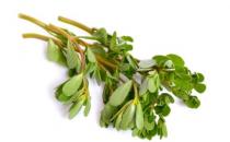 马齿笕野菜的做法 马齿苋煮水喝的作用