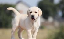 伤害狗狗身体的习惯揭秘 狗狗憋尿对身体伤害很大