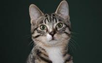  对于猫狗来说必不可少的水果 水果摄入同样特别重要