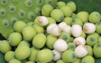 新鲜莲子的功效与作用及食用方法 正确剥莲子的方法