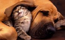 猫咪同狗狗一起养的注意事项 猫狗一起养的好处揭秘