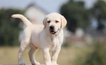 铲屎官没有留意到的小细节 让狗狗倍感难受还易生病