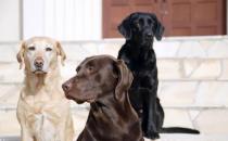 拉布拉多犬AKC标准揭秘 快来看看你家宝贝品种纯不纯