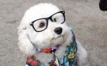 狗狗的视力是否足够晚上看东西 狗眼色区揭秘