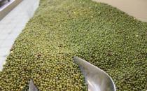 中药与绿豆可否同时服用 绿豆的配方禁忌大盘点