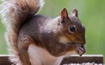 松鼠竟能与响尾蛇抗衡 松鼠传奇