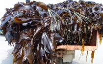 常吃海带好处多通肠润便有助减肥 但若吃错反伤身