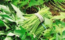 给身体清理垃圾推荐排毒蔬菜 给身体排毒的注意事项