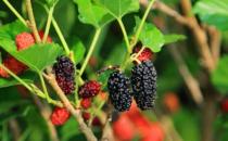 桑葚的功效与作用 桑葚可使皮肤白嫩