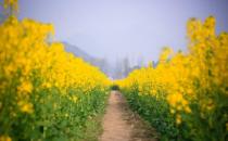 善用鲜花疗百疾 鲜花的食用注意事项