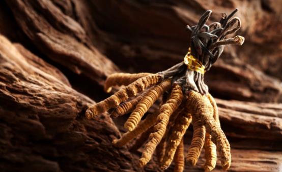 冬虫夏草怎么吃最好