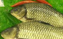 常吃鲫鱼能健身使人延年益寿 四类人不宜食用鲫鱼