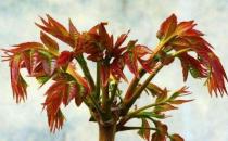 民间有常食香椿芽不染病说法 孕妇吃香椿注意事项