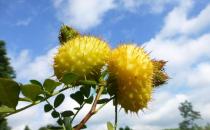 刺梨有维生素C之王的称号 食用刺梨的八种好处 