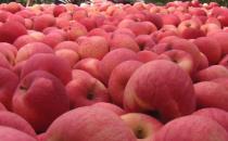 常吃苹果使人心情愉悦 不必太纠结吃苹果早上还是晚上好 