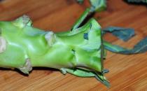 十种常见改善病症的菜根 丢弃的菜根也有食疗功效