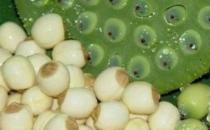 新鲜莲子的功效与作用 新鲜莲子泡茶清热去火