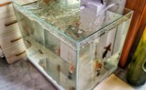 家中放鱼缸有利于身体健康 给养鱼新手的一些建议