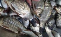 鲫鱼能利水消肿益气健脾 鲫鱼虽好却不是所有人都可以吃