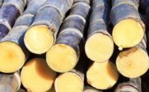 甘蔗素有补血果的美称 甘蔗马蹄水润肠通便肠道排毒