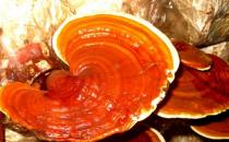 灵芝神奇的药用价值 八款灵芝食疗汤推荐