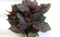 紫苏叶搭配食材有养生效果 推荐十大紫苏叶调理的食谱