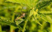 帮你赶走蚊虫，远离登革热