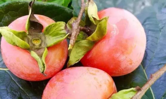 了解不易空腹食用的水果 不要让这些水果影响我们健康