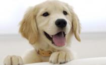 狗狗为什么老闻主人裆部 狗狗闻屁股是干嘛